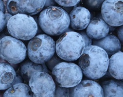 Selehurst Garden Blueberries / Local Food Sussex