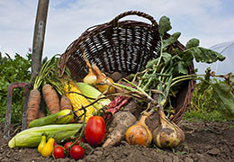 Organic food in Hampshire