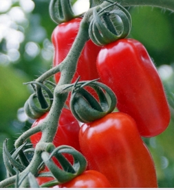 Ripley Farm Shop tomatoes | Local Food Surrey