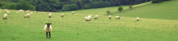 Shabden_Park_Farm_sheep_landscape.jpg