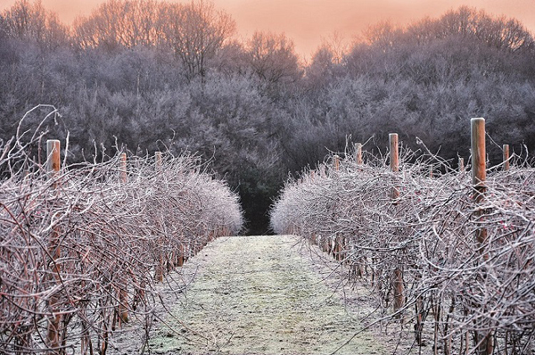 Snowy scene at Biddenden Vineyards, Kent