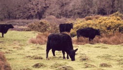 Three Harbours Beef Cattle Grazing, Local Food Sussex
