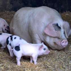 The pigs at Hill House Farm