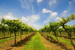 Biddenden vineyards / Local Food Britain