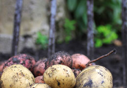 Freshly dug potatoes from London growers