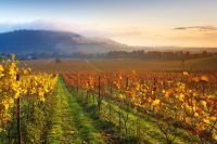 Grape Expectations - From Harvest to Home