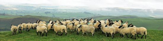 Speckle faced ewes | Local Food Britain