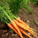 Garsons_Pick_Your_Own_carrots.jpg