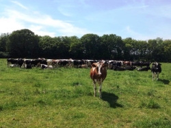 The cows at Plurenden Manor Farm in Kent