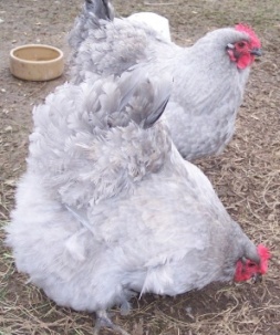 Lerryn Farm chicken eggs