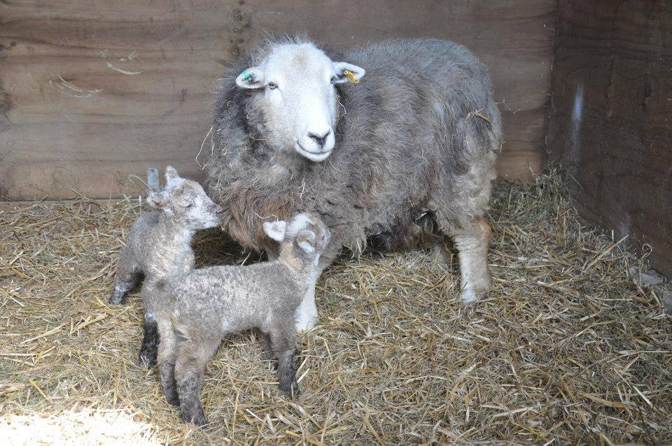 Lerryn Farm lamb / Local Food Sussex