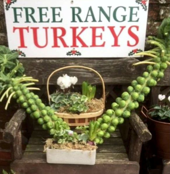 Local turkeys from Sussex
