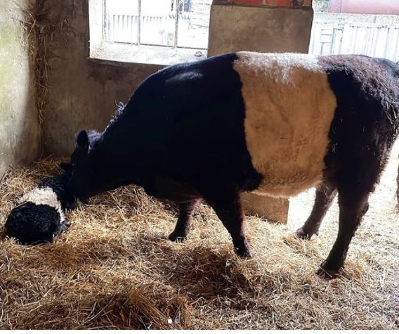 Grass-fed Belted Galloway beef at Manor Farm in Wotton, Surrey
