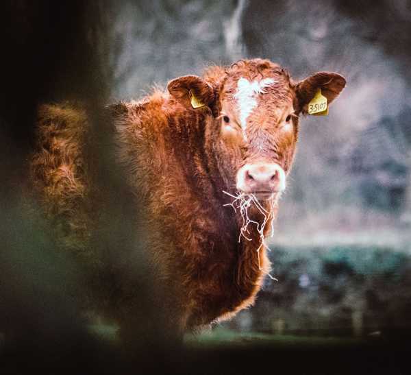 Beef cattle at Flower Farm, Godstone