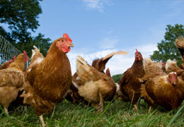 Find local chickens, ducks and turkeys from London Farms