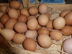 Free range eggs | Local Food Surrey