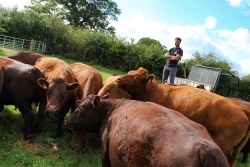 Cows enjoying the surroundings of Trenchmore Farm