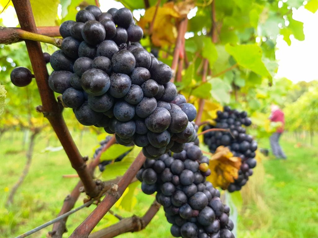 Local_Food_Britain_joins_Albury_Organic_Vineyard_for_their_2019_grape_harvest_5.jpg