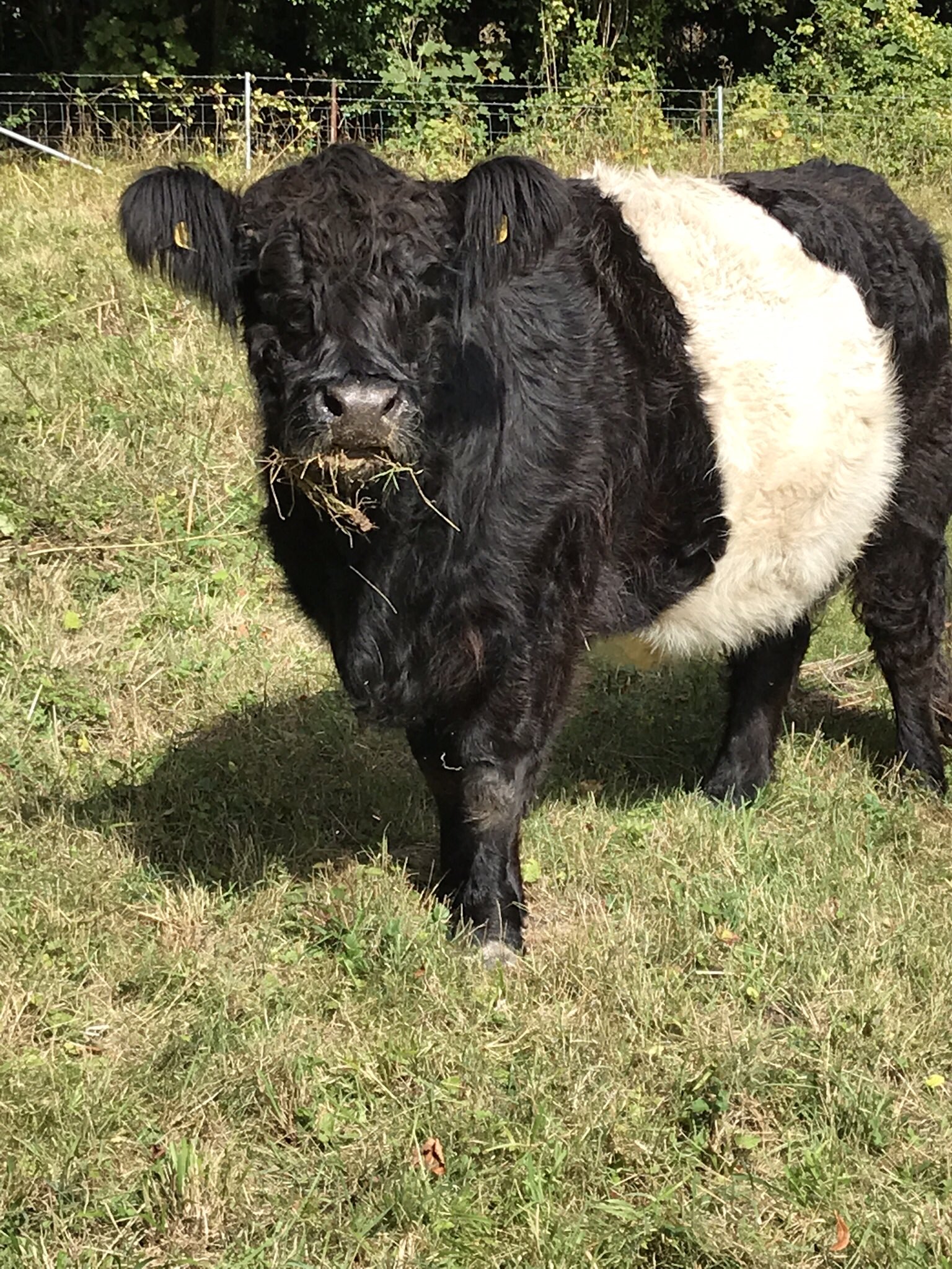 Belted Galloway cow at Manor Farm near Dorking, Surrey