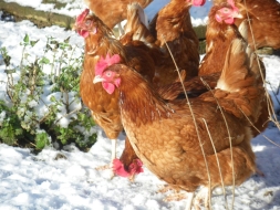 Free range chickens | Local Food Surrey