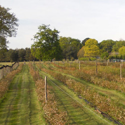 Fields of organic blueberries at Selehurst Garden in Sussex