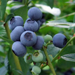 Selehurst Garden organic blueberries