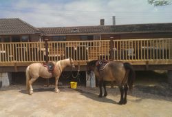 Horses tethered outside The Milk Churn Coffee Shop, Rudgwick, West Sussex