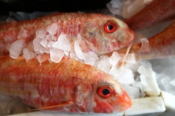 Red Mullet at Williams and Bunkell | Local Food Surrey