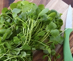Hampshire watercress on chopping board with knife | Local Food Hampshire