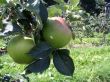 Dorset apples provide a cider renaissance using age-old favourites